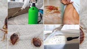 سم پاشی ساس و سوسک برای منازل