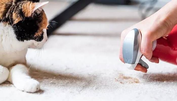 از بین بردن بوی حیوانات خانگی در منزل