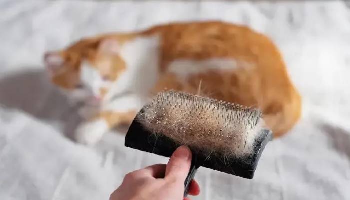 بهترین روش برای از بین بردن موی حیوانات خانگی از روی مبل