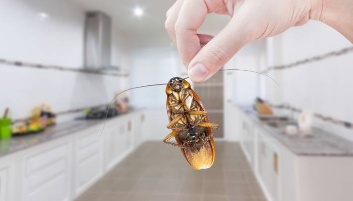 جلوگیری از هجوم حشرات به خانه