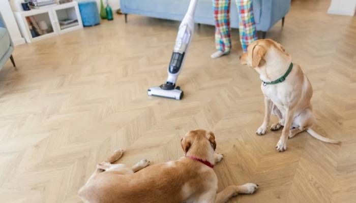 نکات نظافت منزل برای افرادی که سگ یا گربه دارند