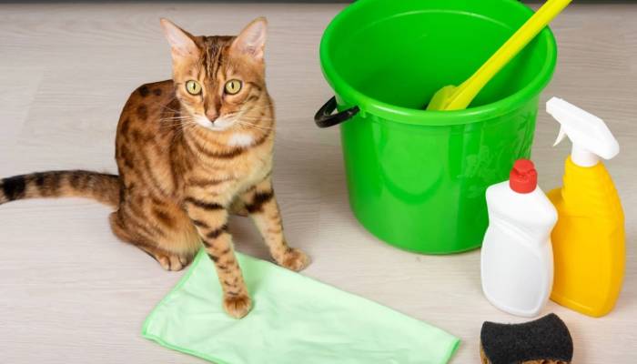 نکات نظافت منزل برای افرادی که سگ یا گربه دارند
