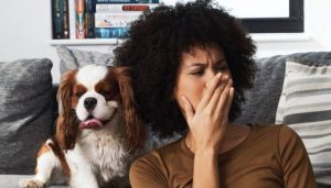 از بین بردن بوی حیوانات خانگی در منزل