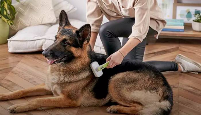 نکات نظافت منزل برای افرادی که سگ یا گربه دارند